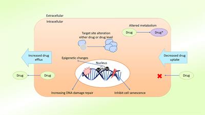 Multidrug Resistance in Cancer: Understanding Molecular Mechanisms, Immunoprevention and Therapeutic Approaches